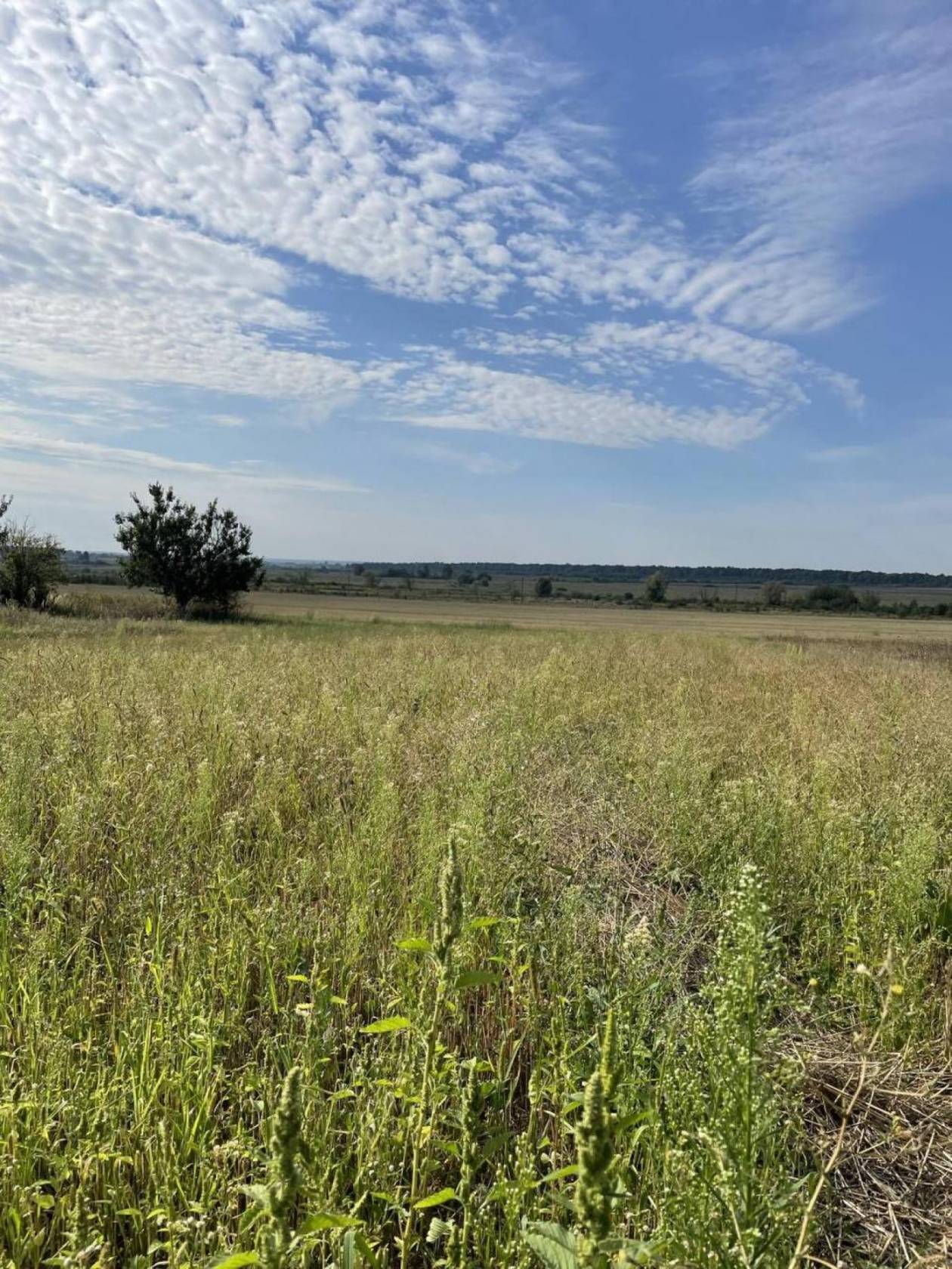 Продаж / Земля під інд. будівництво / Центральна, Новомильськ